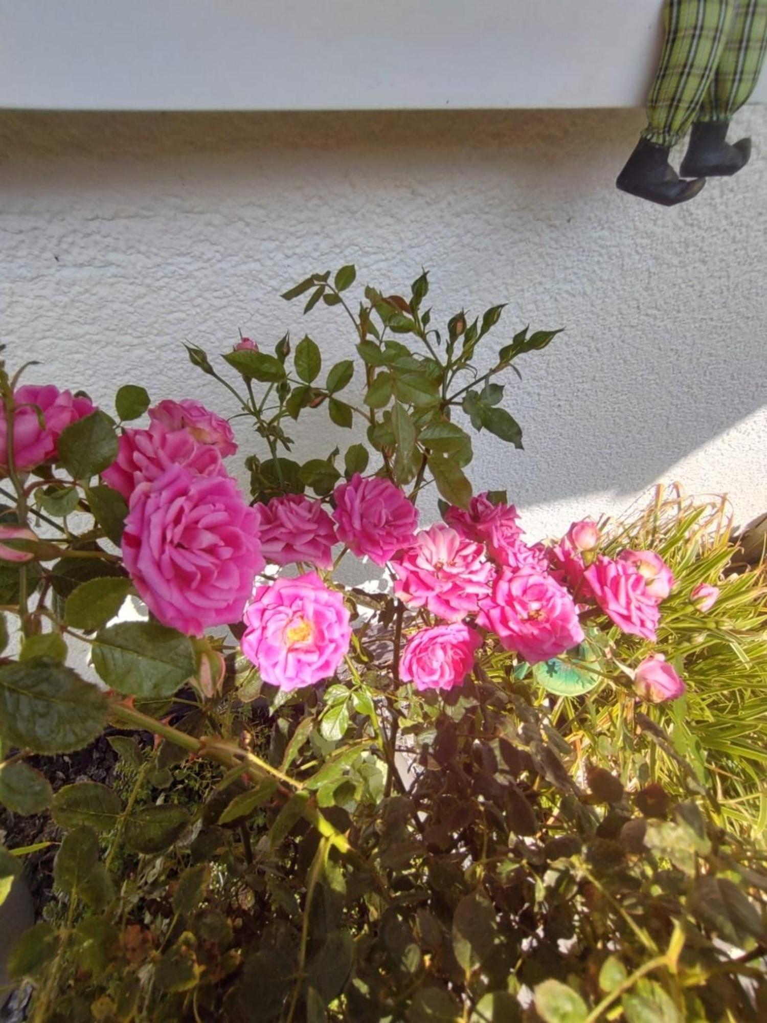 Ferienwohnung Rosa Horn-Bad Meinberg Eksteriør bilde